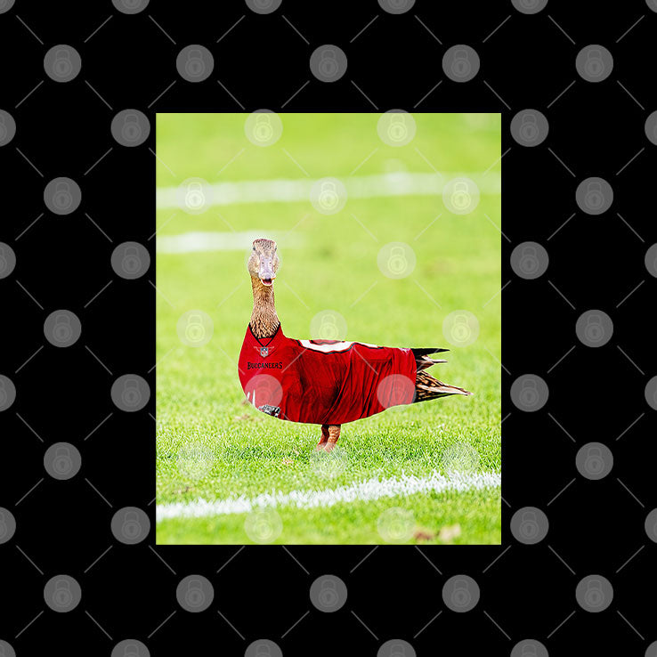 Duck Tampa Bay Buccaneers 2026 T Shirt