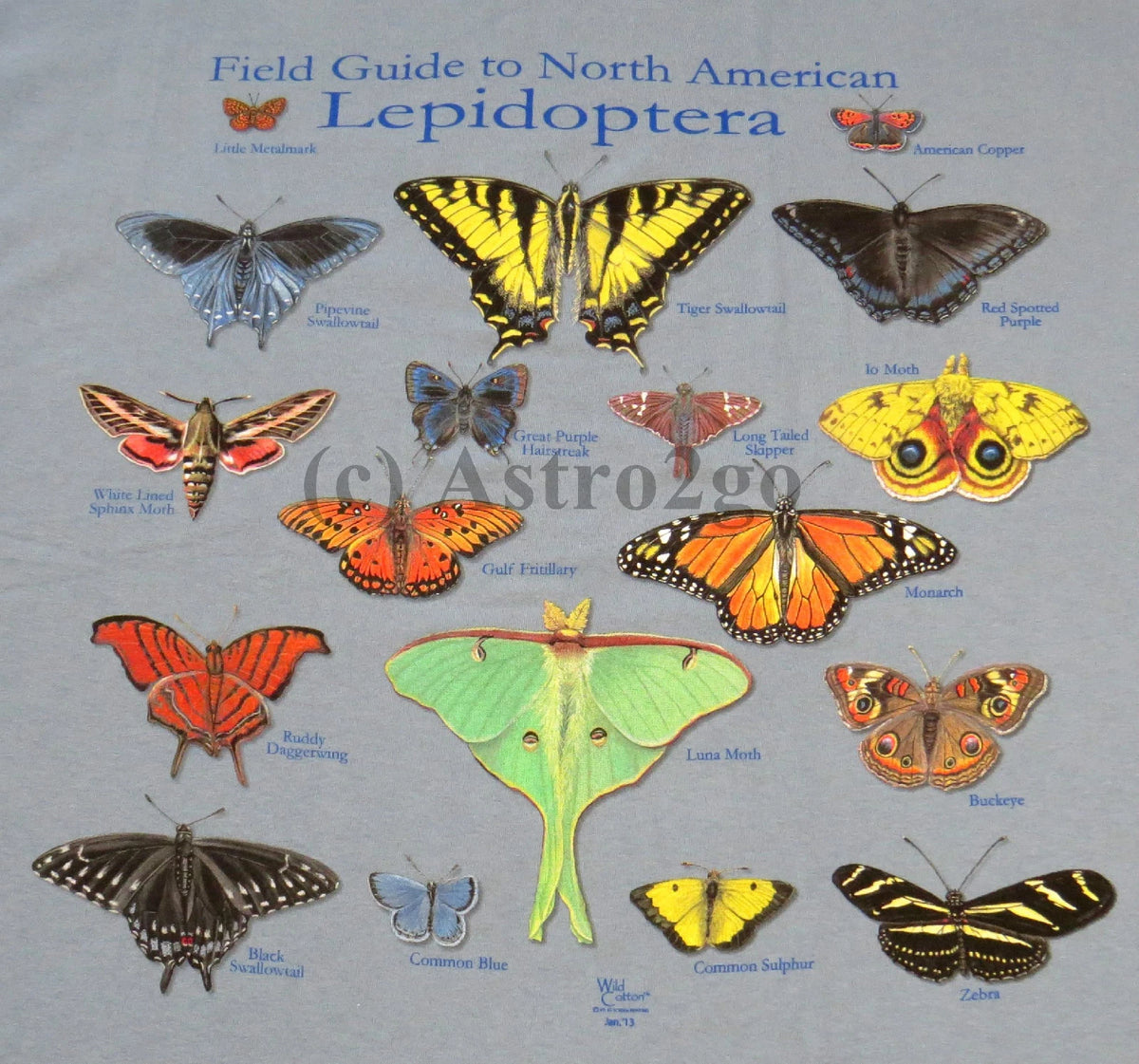 NORTH AMERICAN LEPIDOPTERA-Butterflies Moths Insects Nature Science T shirt S-2X